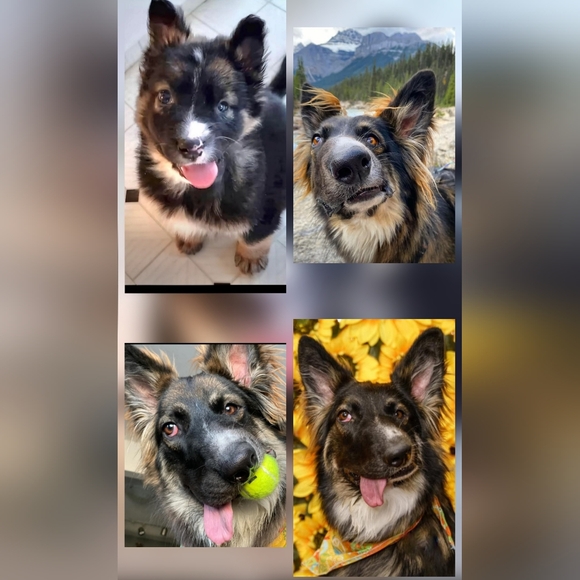 Augie & Bridget's March Mission Fundraiser Flyer - Picture 7 of 11